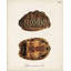 «Red Barrel Studio® Inconnu», art sur toile tendue, tortues antiques et coquillages I-1227913387