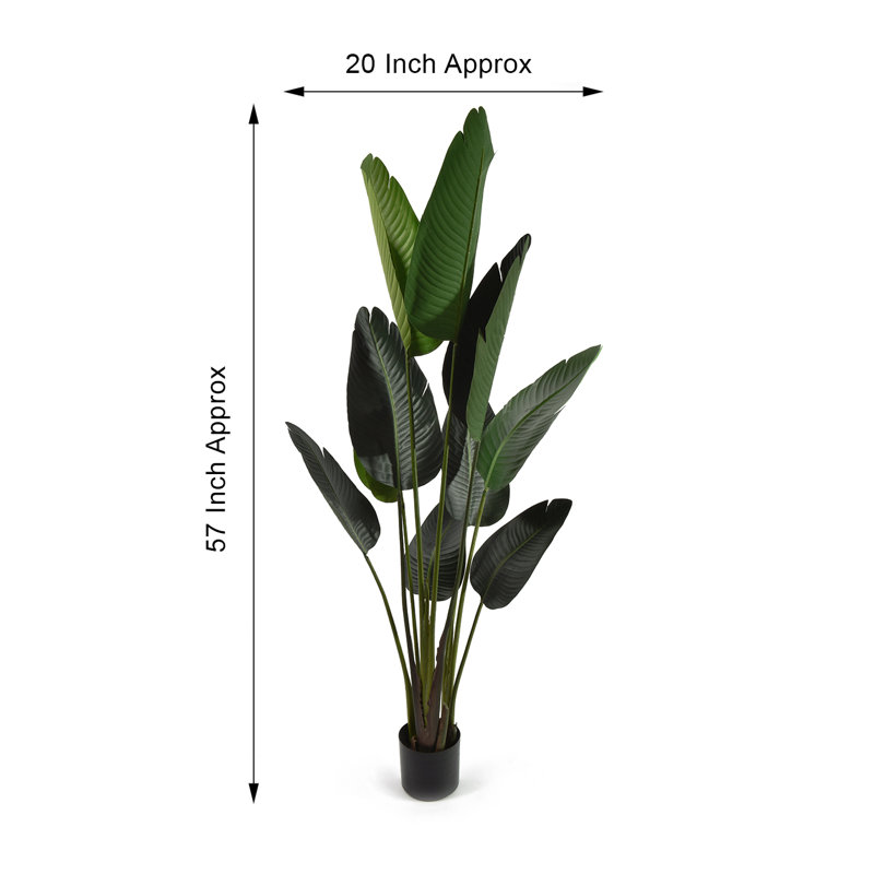 Feuille de banane en pot