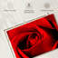 Harnek, gros plan d'une rose rouge-108730490