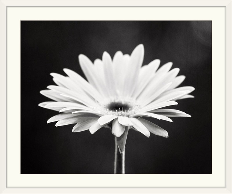 «Kema Daisy», Carolyn Cochrane, reproduction de photo, Cadre blanc, H 37 po x l 44 po x P 1 po