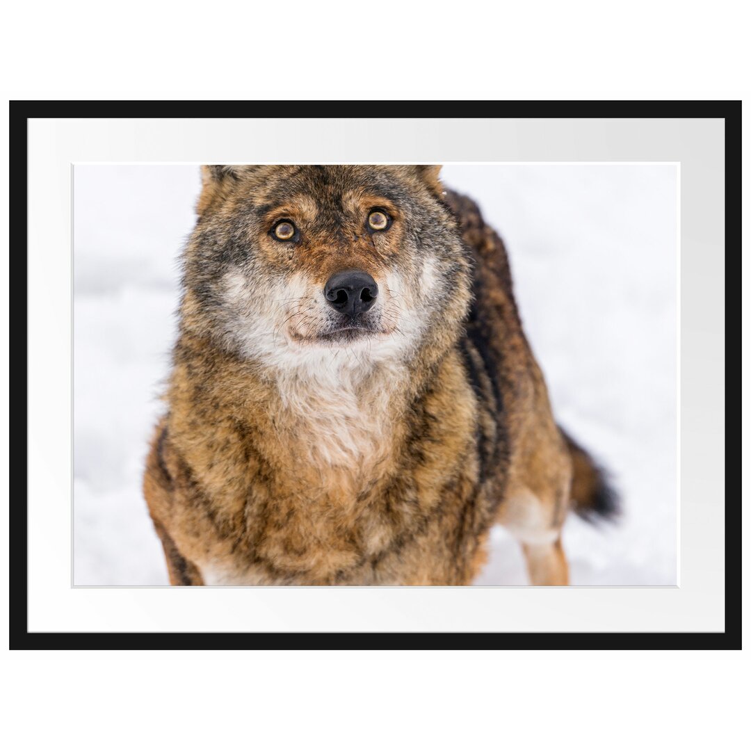 Gerahmtes Poster Niedlicher Wolf im Schnee