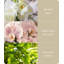 Alkinoi Reed Diffusers And Sticks-1451026592-1451026622
