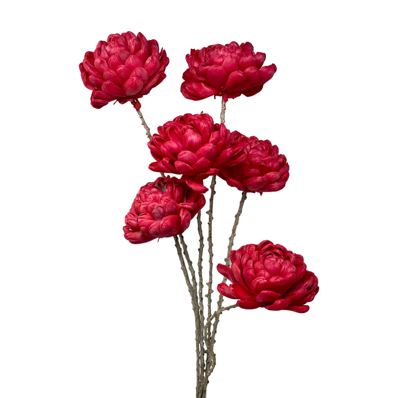 Tige de Farnum Chrysanthemum