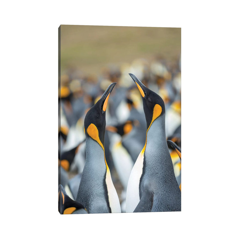 King Penguin, Falkland Islands. 1 Piece Wrapped Canvas Wall Art, 20.32 cm H x 30.48 cm W