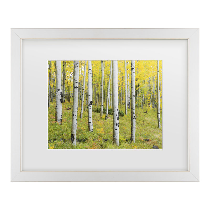 Bolog Stefan Hefele Birchs Matted Framed Art, 13" H x 16" W, White