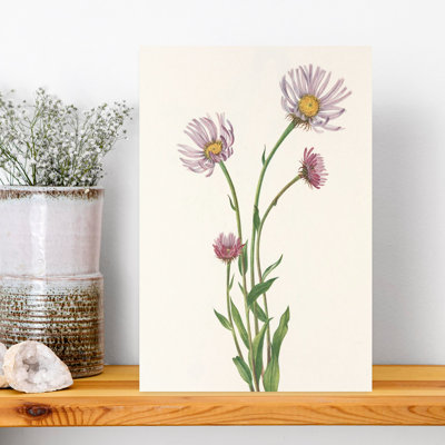 Alea Fleabane From North American Wildflowers par Mary Vaux Walcott. Art mural contemporain