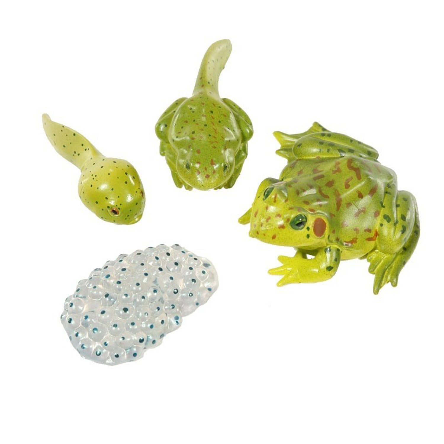 Insect Lore Frog Life Cycle Stages | Wayfair