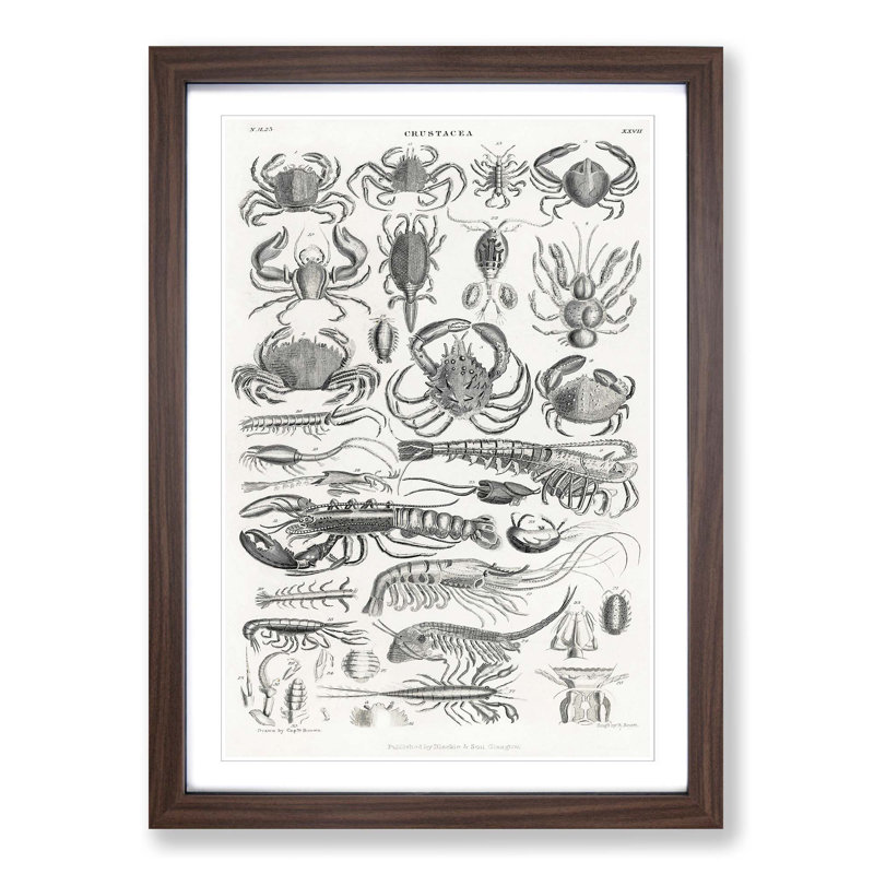 Study of Crustaceans by Oliver Goldsmith - Framed Print, 87cm H x 62cm W x 2cm D, Walnut Framed