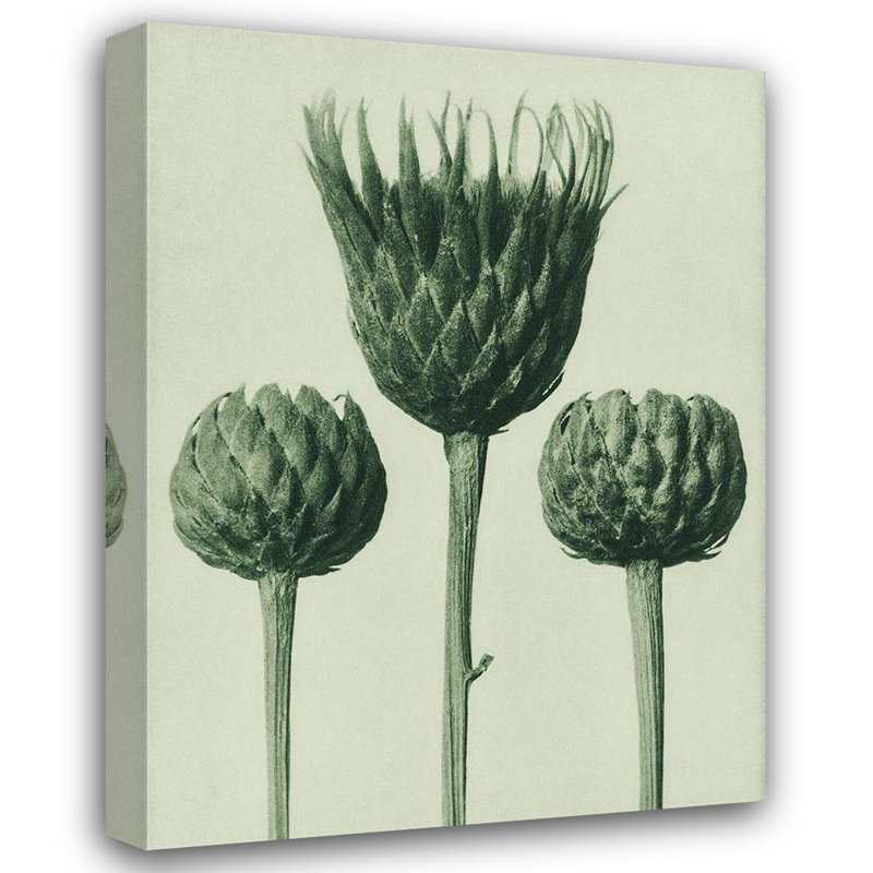 Art sur toile, Blatfeldt, Karl: Serratula Nudicaulis, H 47 po x l 36 po