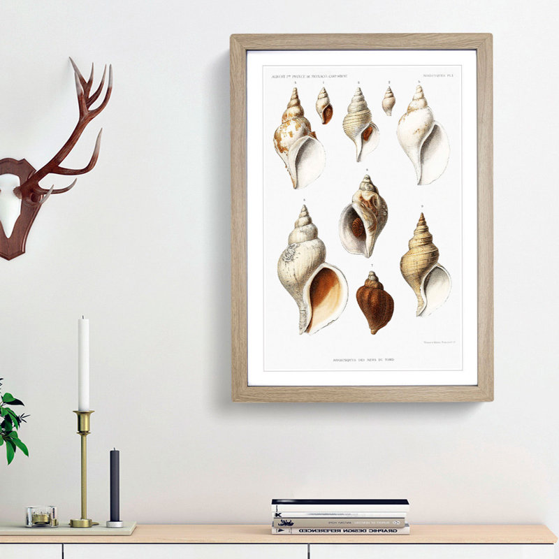 Conch Shells by Albert I - Framed Print, Oak Framed, 36cm H x 27cm W x 2cm D
