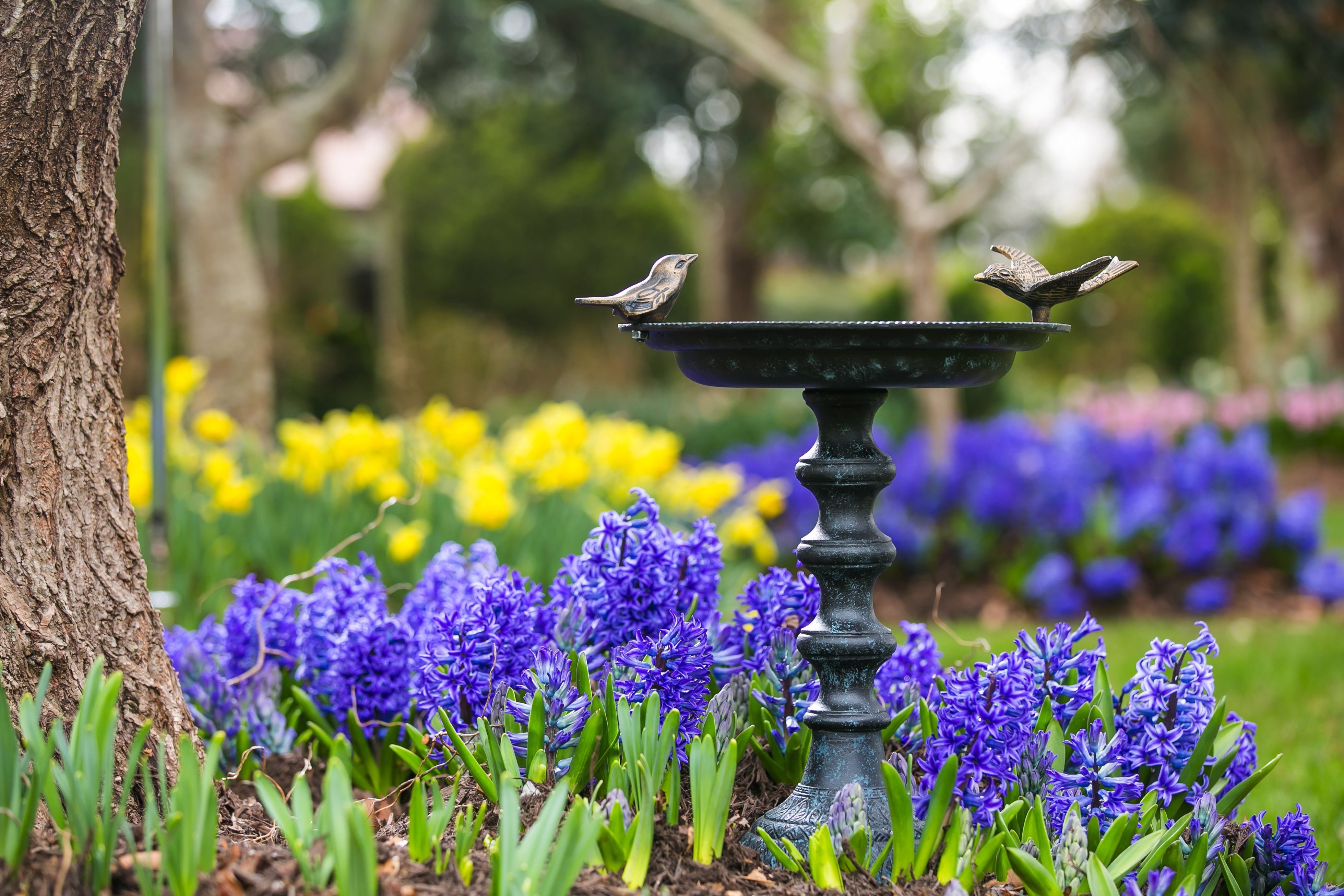 Kelly Clarkson Home Albermarle Cast Iron Pedestal Birdbath & Reviews | Wayfair