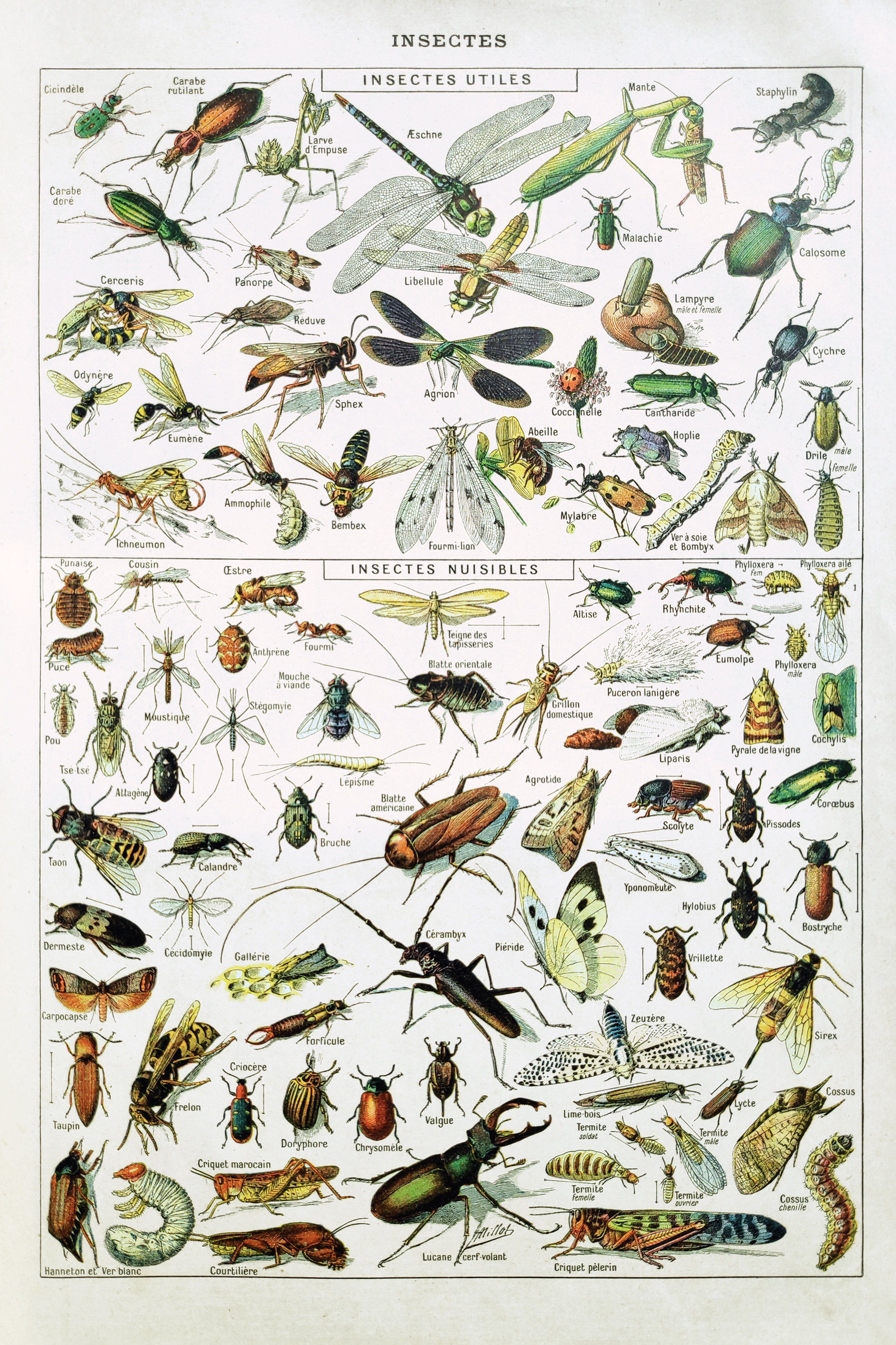 Cottage Insect Brambly Cottage 19Th Century Insects by Gwengoat - Wrapped Canvas ...