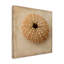 Toile d'extérieur Athene Judy Stalus «Sepia Shell III»-87945367