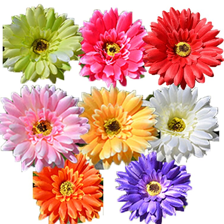 Primrue Daisies Arrangement