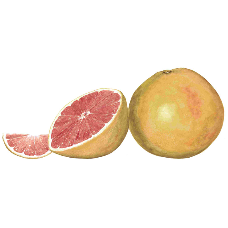 Aquarelle de pamplemousse, H 8 po x l 12 po
