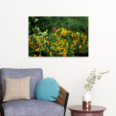 Song Sparrow Bird On Blooming Scotch Broom Plant Delicate Tranquil Vibrant Bird Flower Nature Art