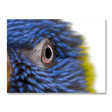 Feathery Focus Print