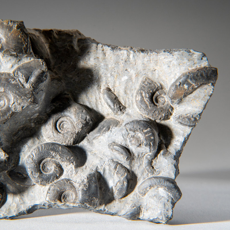Genuine Natural Fossilized Ammonite Cluster (2 Lbs)
