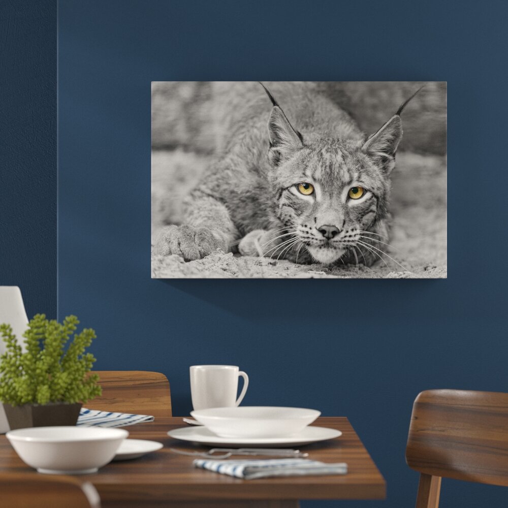 Leinwandbild ,,Schöner wachsamer Luchs" von Emmanuel Keller (Tombako the Jaguar), Fotodruck