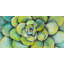 «Watercolor Succulent Plant - Green Flowers», reproduction encadrée-1421435925-1421435931