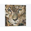 «Leopard», impression sur toile-29483645-73625867-73625868