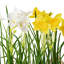 Agencements de fleurs jonquilles et de casseroles en pot