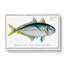 Plumiers Mackerel Fish - Wrapped Canvas-55341516