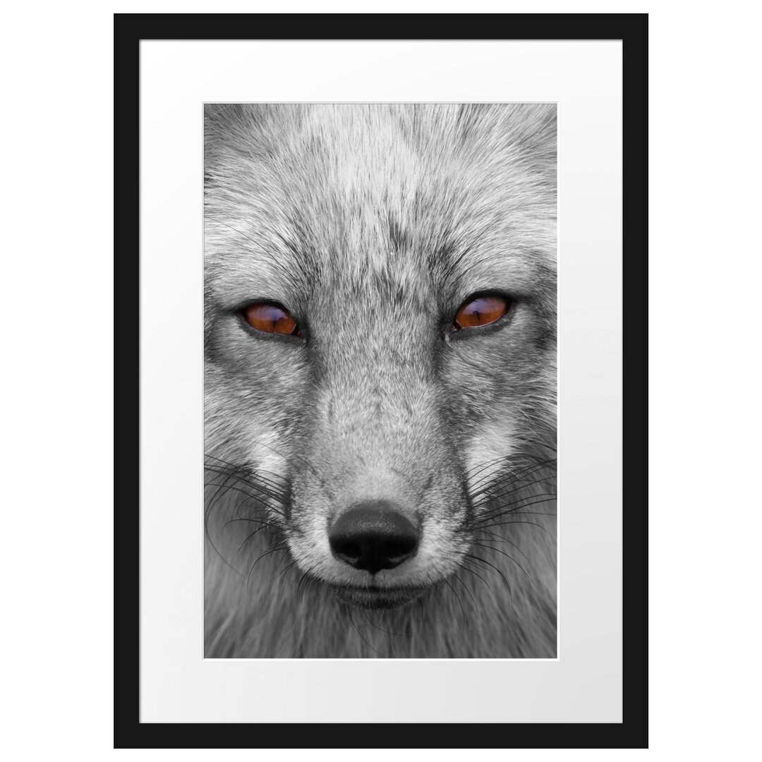 Gerahmtes Poster Wunderschöner Fuchs im Portrait