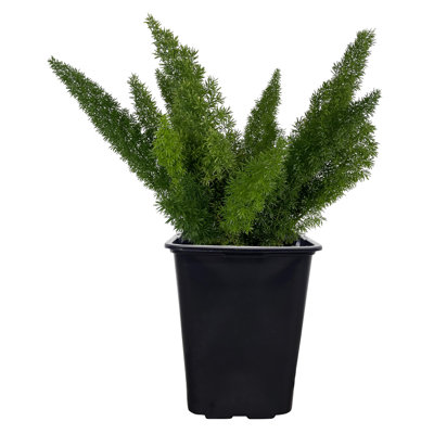 Nature's Way Farms Asparagus Meyerii Fern Live Plant Tall in Grower Pot