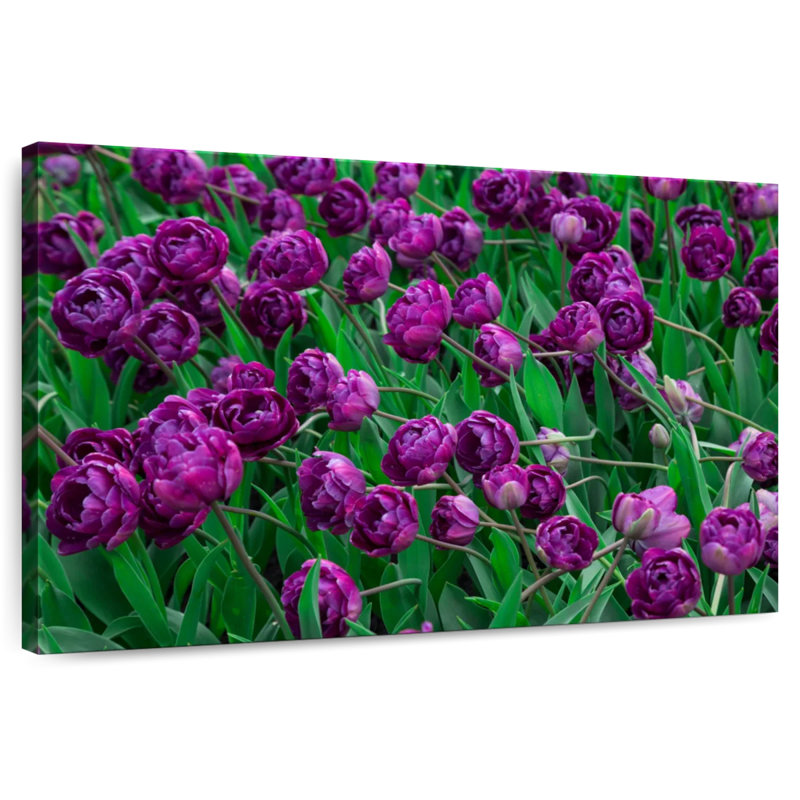 Alvord Violet Tulips, 8" H x 12" W
