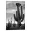 « saguaros, saguaro national », reproduction de photo sur toile tendue-270922426