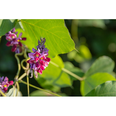 " A Flowering Kudzu " by Joshua_O_Rice