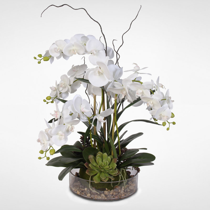 Arrangement floral orchidée Cia Phalaenopsis en pot
