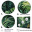 Jade, jungle épaisse, jungle de palmiers II-107766135-107766143