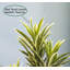 Arbre Dracaena artificiel Keil en pot-548986198