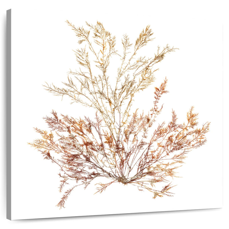 Pacific Sea Mosses VIII White, 36" H x 36" W