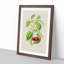 Illustration of Cherries - Framed Print-55641189-55641190
