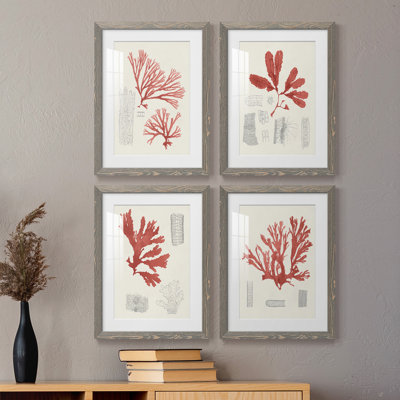 Vintage Coral Study I - Ensemble de 4 reproductions de cadres photo