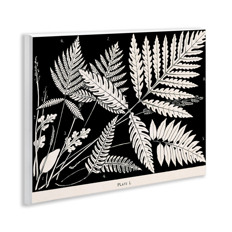 Fougères superposées sur plaque murale noire, design par Phillipa Katz