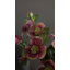 Real Touch Mauve rose Hellebore 18 po-530644558