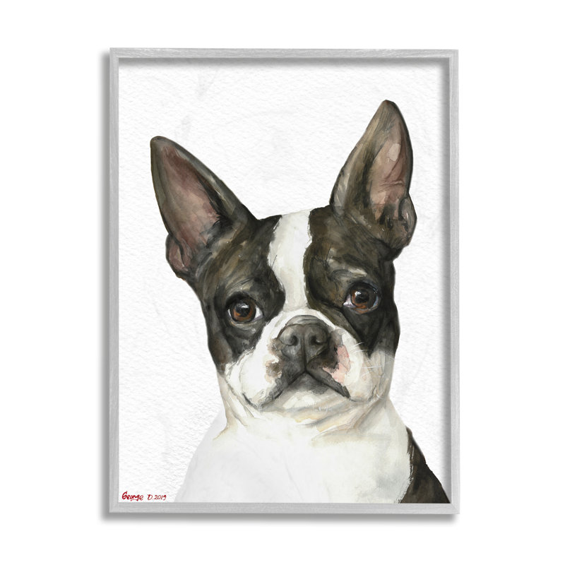 Curieux Boston Terrier Portrait, H 20 po x l 16 po, Estampe numérique Farmhouse