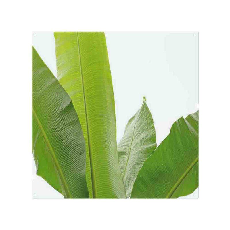 Leaves On Splash Back, 50cm L x 60cm W