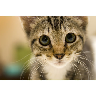 Curious Kitten by Doverby - Wrapped Canvas Print