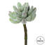 Branche 6 po Crassula