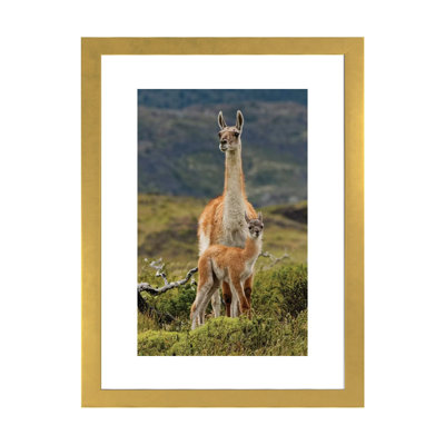 «Guanaco and Baby - par Adam Jones», reproduction de photo
