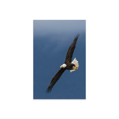 «Bald Eagle Flight I» par Ken Archer
