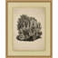 Sepia Sealife 6 Framed Drawing Print