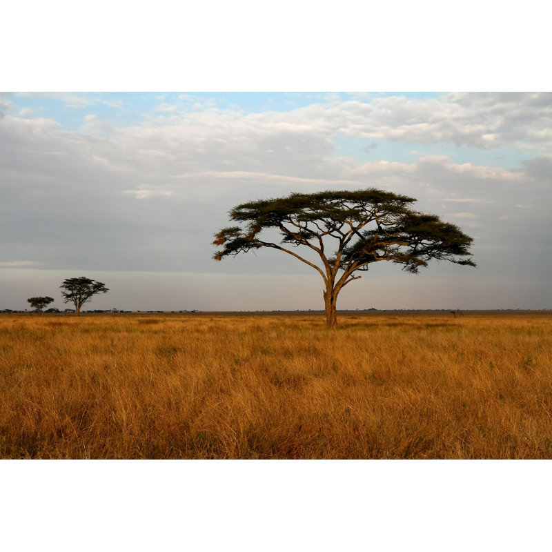 Acacia Trees - Photographie sur toile tendue, H 8 po x l 12 po
