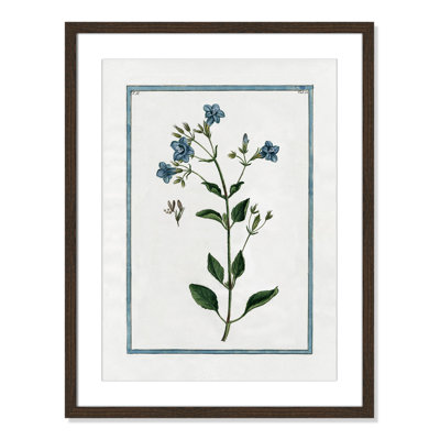 Colombe "Shabby Elegance Botanical II" Print