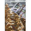 Tapis brun / beige HuneyCutt-259419670